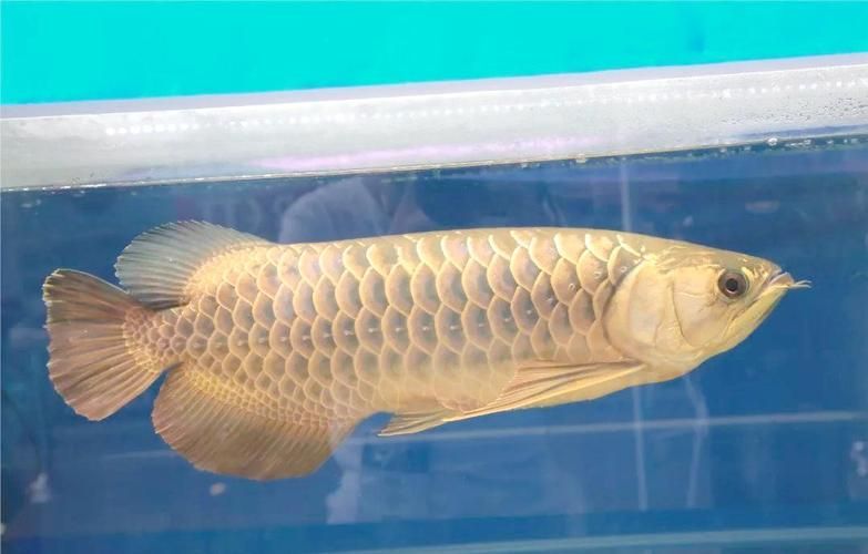 給我一些判斷龍魚新鮮度的圖片，如何判斷龍魚是否新鮮？