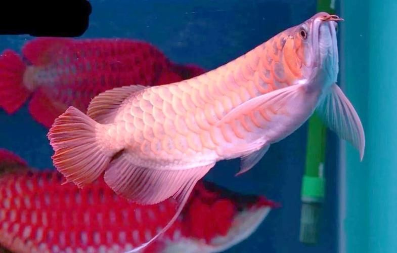 給我一些判斷龍魚新鮮度的圖片，如何判斷龍魚是否新鮮？