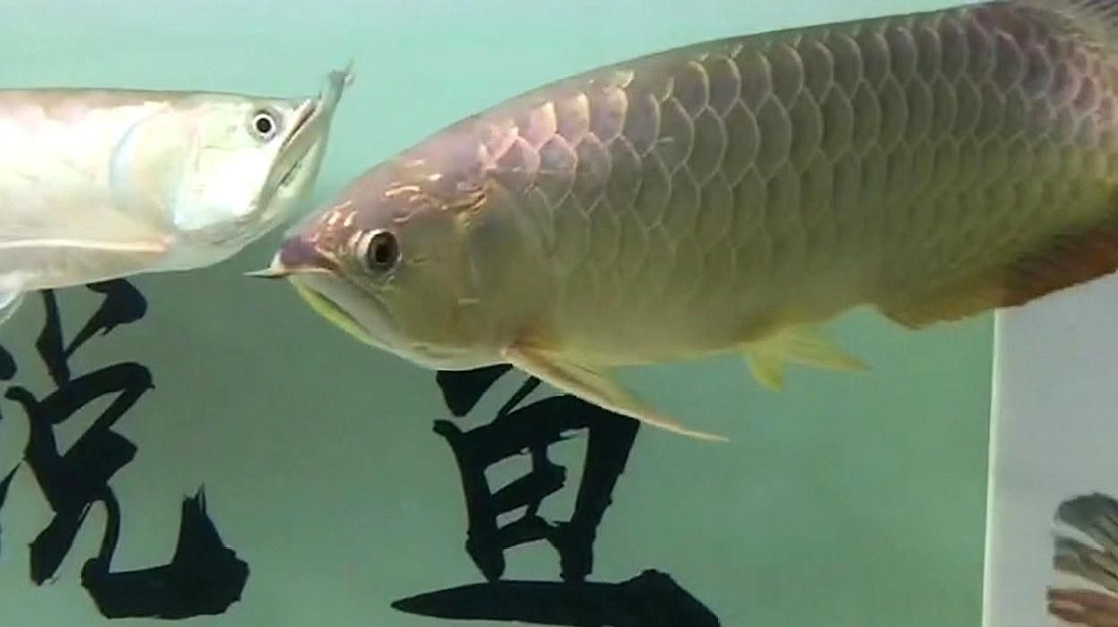 如何判斷龍魚是否患有水泡病？，判斷龍魚是否患有水泡病可以通過觀察以下幾個方面