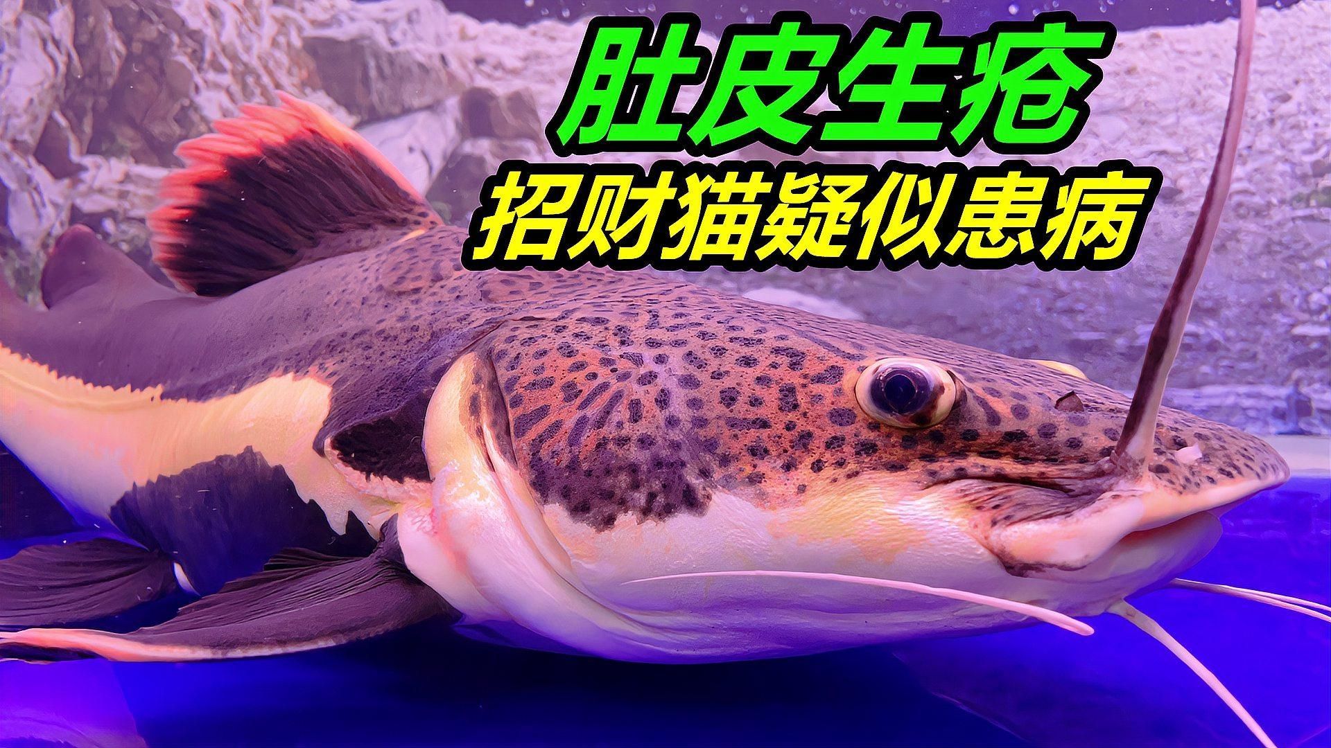 招財貓魚疾病治療需要多久，招財貓魚治療期間需要喂食嗎，招財貓魚疾病治療費用大概是多久