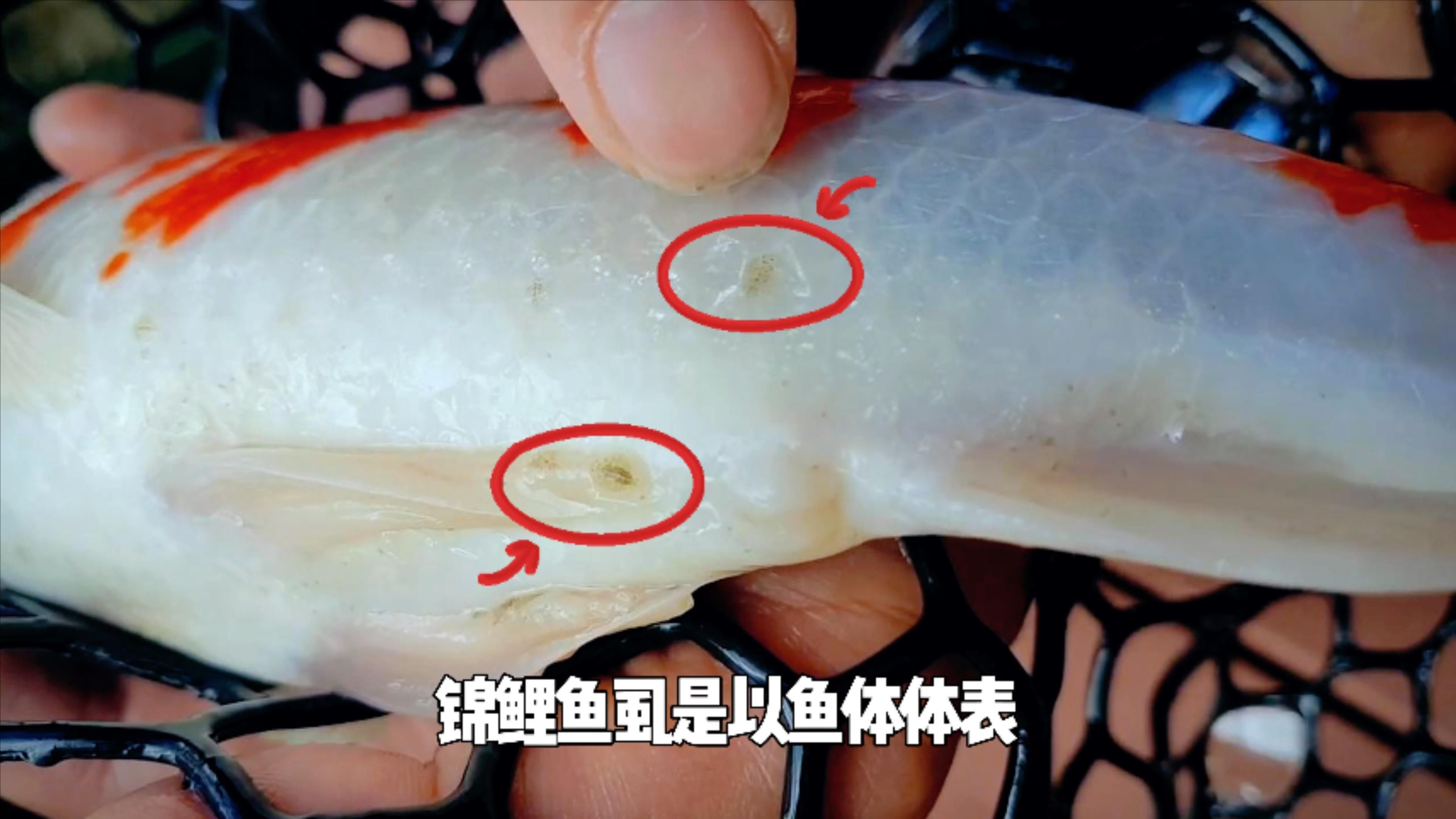 如何區分鲺和魚虱，如何區分鲺和魚虱,“鲺”和“魚虱”