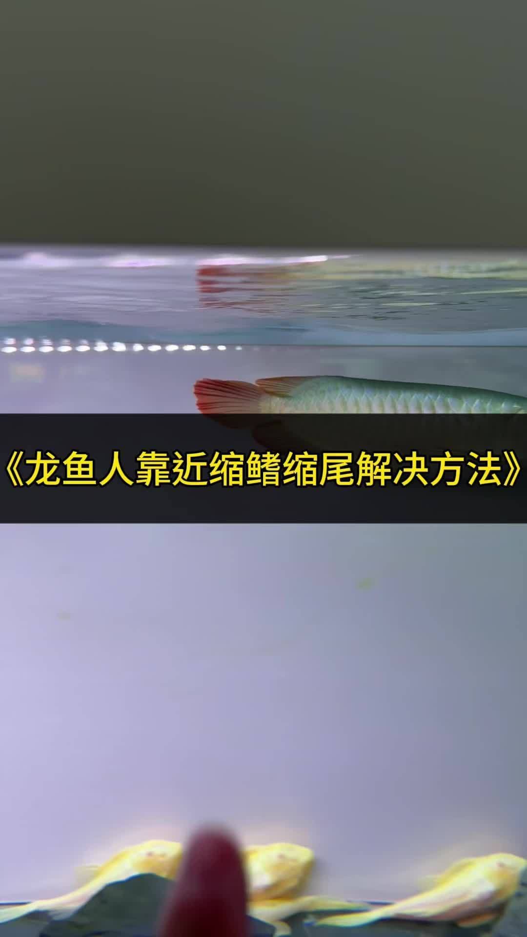 有哪些方法可以改善龍魚尾巴下垂，有哪些方法可以改善龍魚尾巴下垂,龍魚尾巴下垂是否嚴重