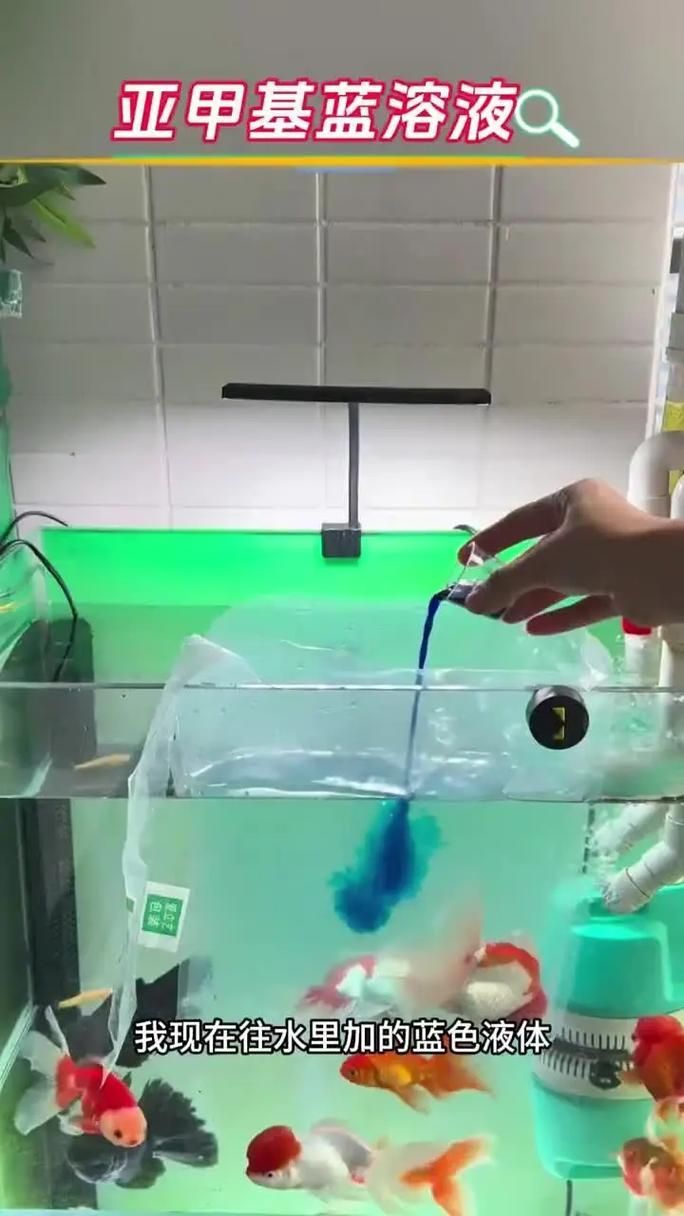 爛尾魚如何護理，arxiv論文助手arxiv論文助手arxiv論文助手