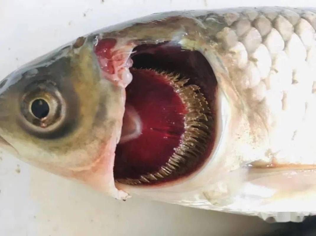 龍魚爛鰓最簡單處理方法，arxiv論文助+調水—用藥—用藥—恢復四步法