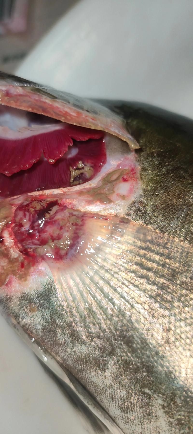 龍魚爛鰓最簡單處理方法，arxiv論文助+調水—用藥—用藥—恢復四步法