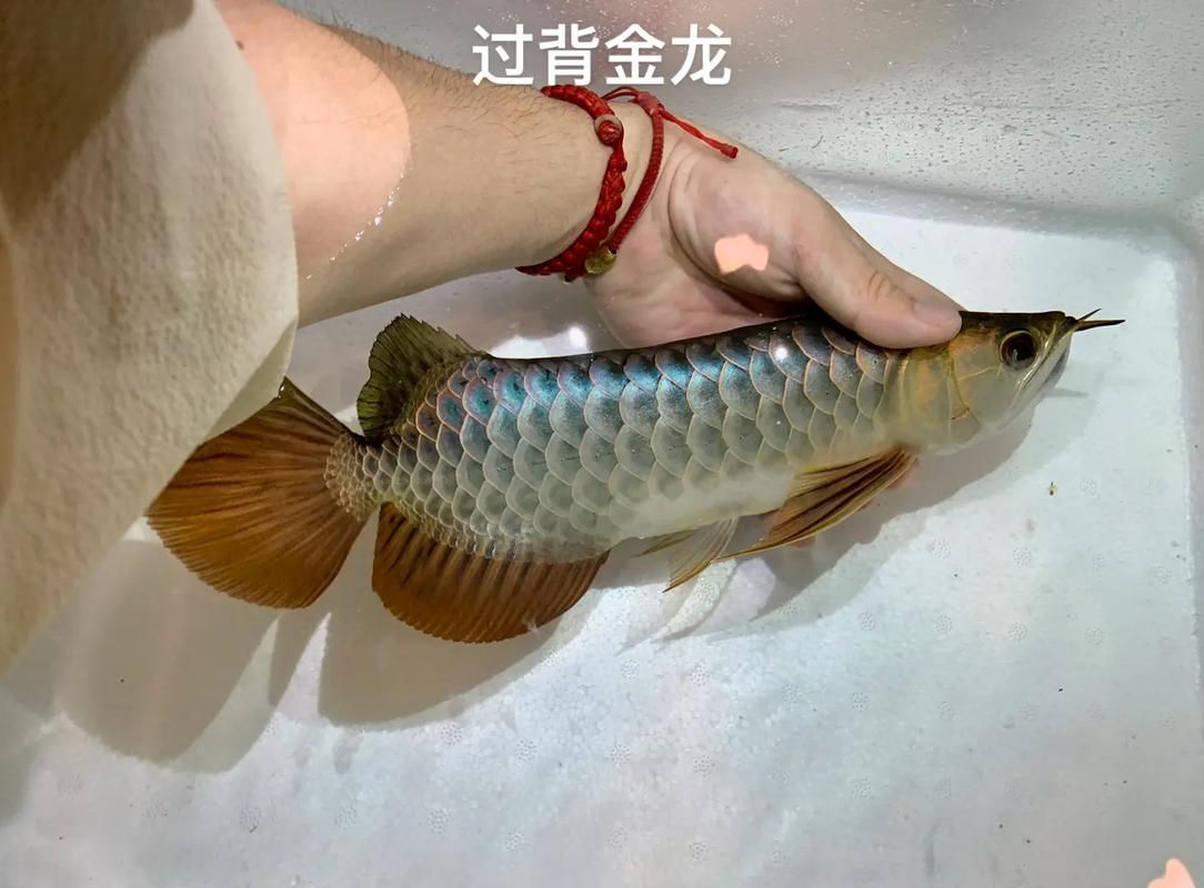 能提供一張高背和過背的對(duì)比圖嗎，一張高背和過背的對(duì)比圖能提供一張高背和過背的對(duì)比圖嗎