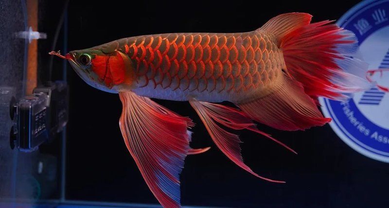 購買純種龍魚需要支付多少費用，購買純種龍魚的費用因地區、品種和商家而異