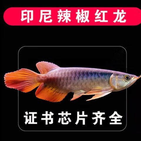 購買純種龍魚需要支付多少費用，購買純種龍魚的費用因地區、品種和商家而異