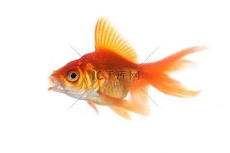 金魚在水面吧唧嘴特別響，為什么金魚在水面吧唧嘴特別響？