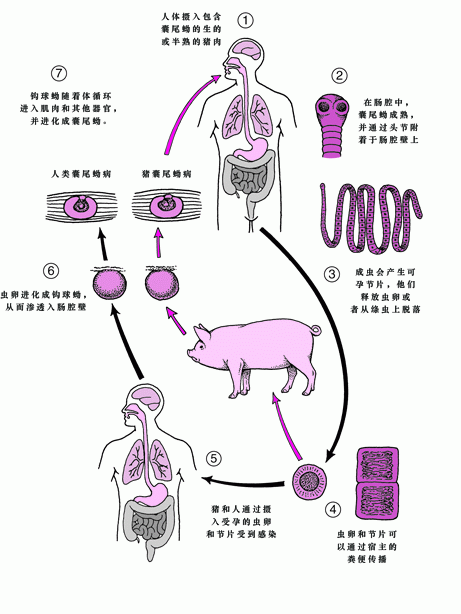 人類感染舌形絳蟲的概率有多大，arxiv論文助手arxiv論文助手獲取最新研究論文