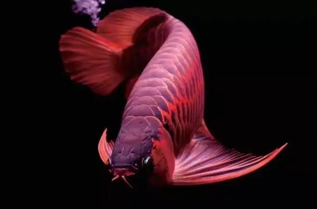 如何辨別瑰寶龍紅龍魚(yú)的品相，如何鑒別瑰寶龍紅龍魚(yú)