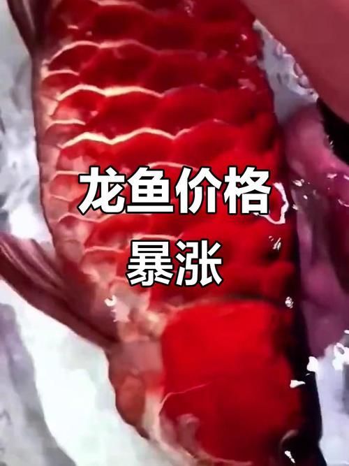 紅龍魚市場行情分析，2026年紅龍魚市場行情預測
