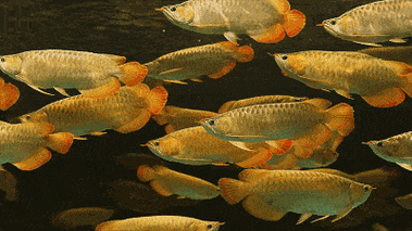 如何判斷龍魚是否適應了混養環境？，判斷龍魚是否適應了混養環境是否適應了混養環境