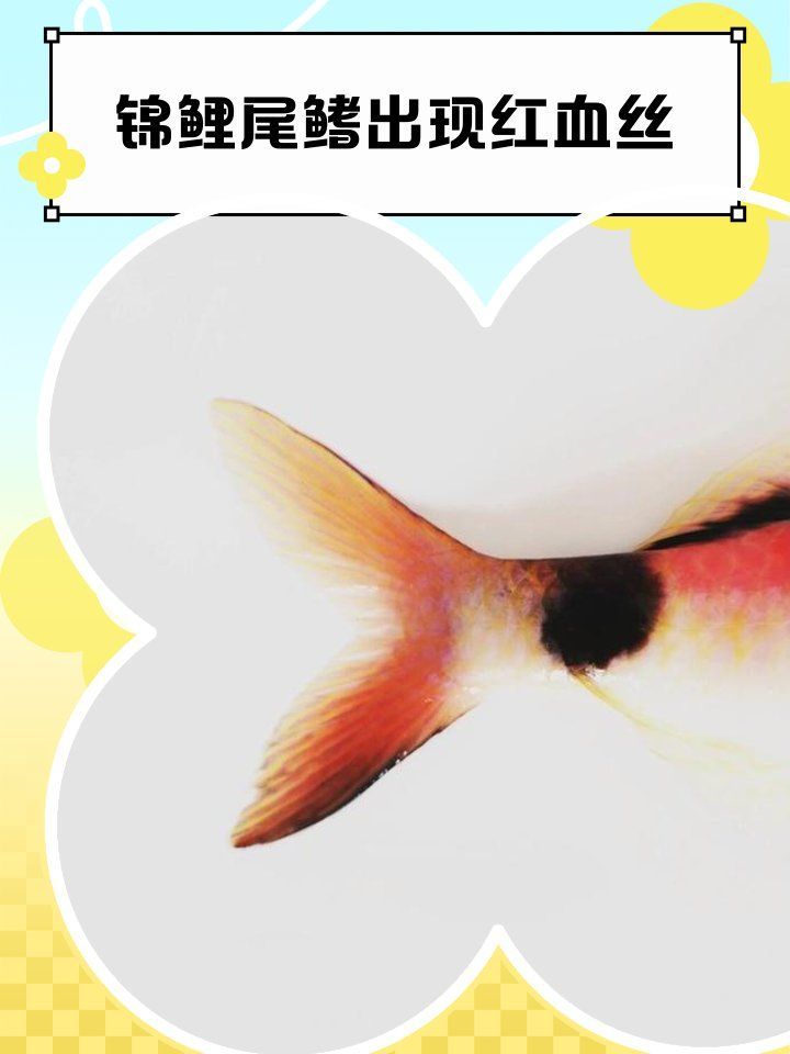 魚尾充血期間需要喂食嗎，金魚尾巴充血期間需要喂食嗎魚尾充血期間需要喂食嗎