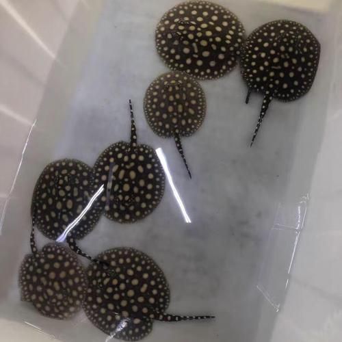 黑金魟魚的價格是多少？，黑金魟魚價格是多少