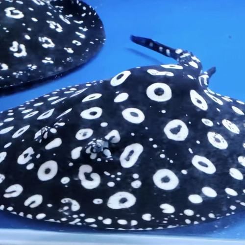 黑金魟魚的價格是多少？，黑金魟魚價格是多少