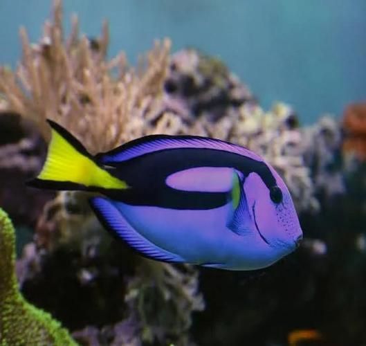 哪些龍魚品種容易發藍？，————科學詳解