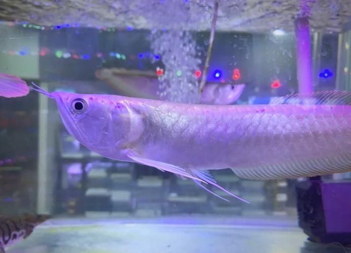 哪些龍魚品種容易發藍？，————科學詳解