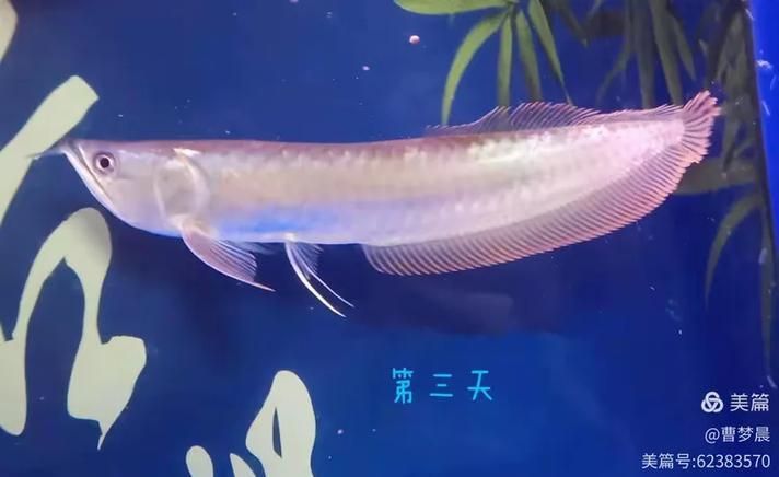 哪些龍魚品種容易發藍？，————科學詳解