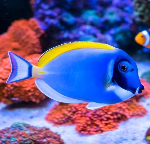 哪些龍魚品種容易發藍？，————科學詳解