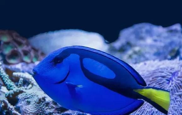 哪些龍魚品種容易發藍？，————科學詳解
