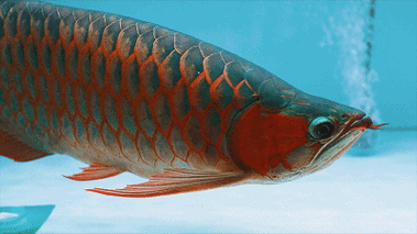 給我推薦一些動態龍魚壁紙，動態龍魚壁紙推薦