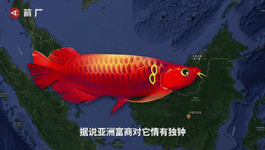 給我推薦一些動態龍魚壁紙，動態龍魚壁紙推薦