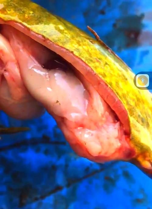 有哪些食物是龍魚海蝦不能隨便吃的？，水族飼養中龍魚與觀賞海蝦禁忌食物清單