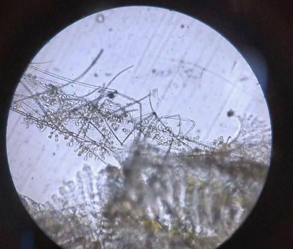 有哪些食物是龍魚海蝦不能隨便吃的？，水族飼養中龍魚與觀賞海蝦禁忌食物清單