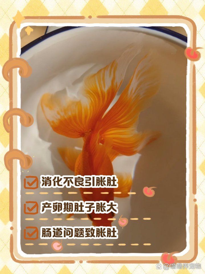 大肚子金魚如何喂食，大肚子金魚如何喂食，金魚肚子鼓鼓怎么回事嚕嚕養(yǎng)寵物