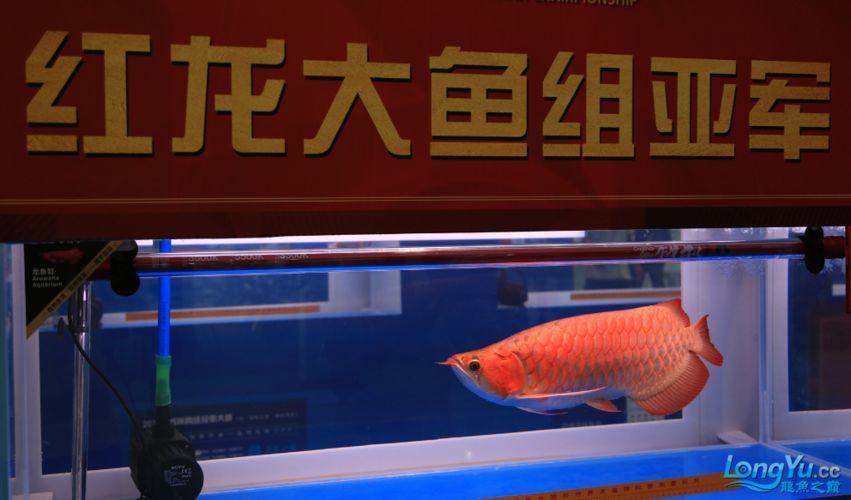 上海龍魚比賽有哪些規則？，上海龍魚比賽有哪些規則，