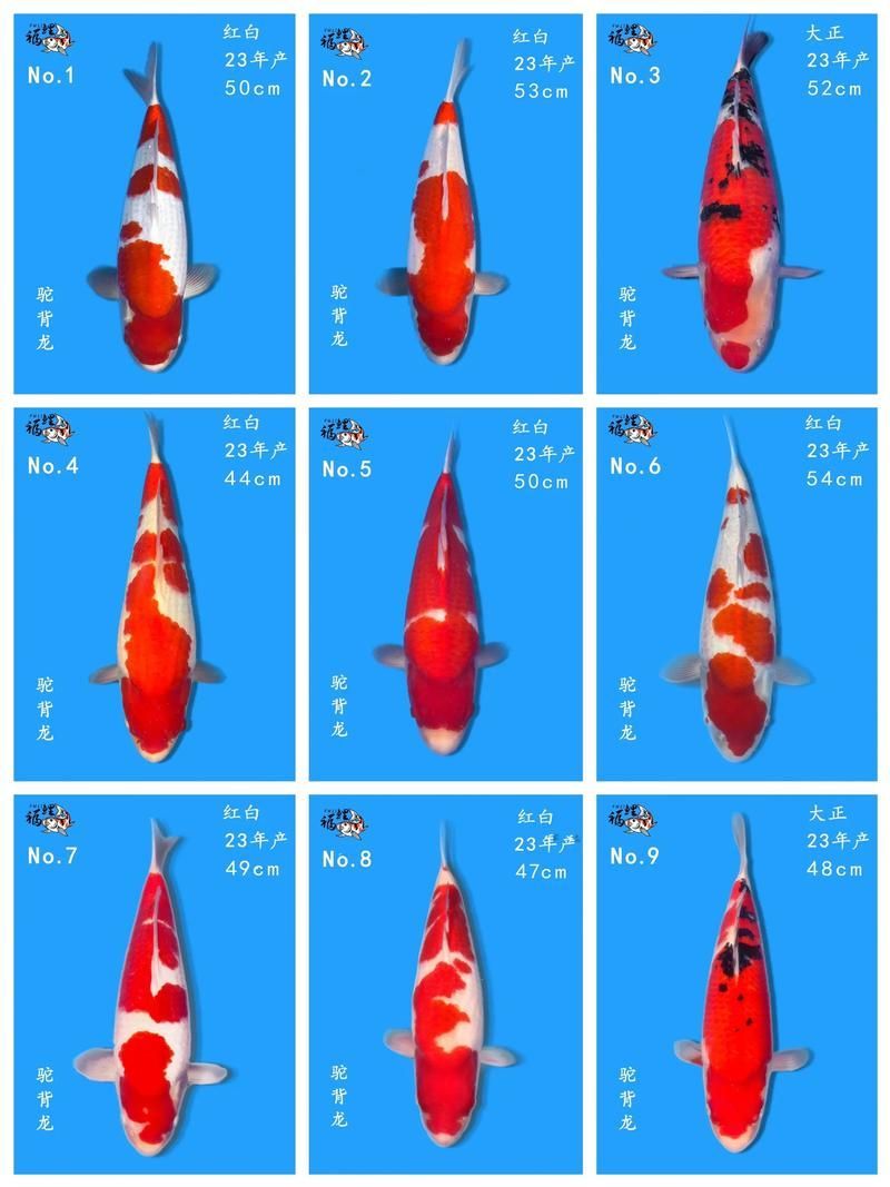 如何判斷水質是否適合養魚，arxiv論文助手判斷水質是否適合養魚