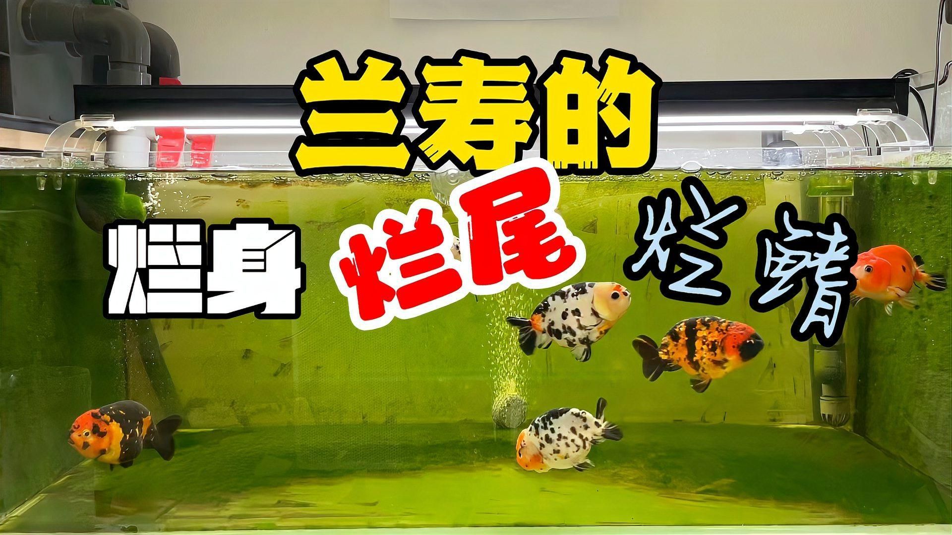 有哪些藥物可以治療魚爛鰭爛尾，有哪些藥物可以治療魚爛鰭爛尾,魚爛鰭爛尾是觀賞魚養殖中常見的病癥