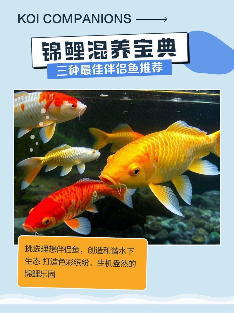 有哪些魚種適合和錦鯉、龍魚混養？，在水族箱中混養錦鯉和龍魚時，選擇適合的魚類種類是關鍵