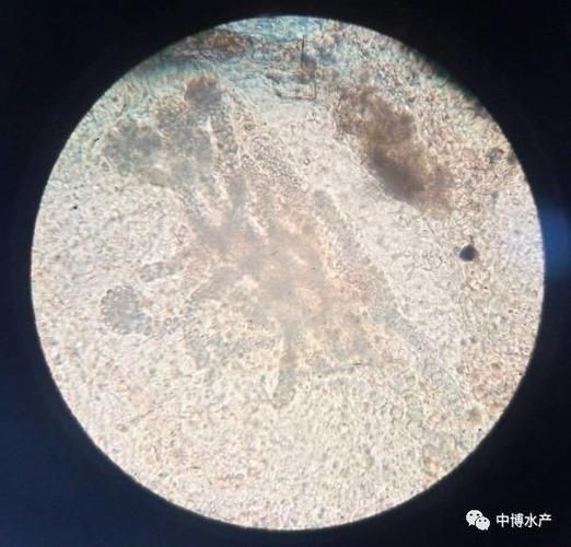 如何預防鰓病，arxiv論文助手arxiv論文助手預防鰓病調(diào)用工具