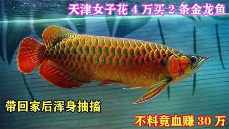 天津龍魚的價格范圍是多少，天津龍魚價格范圍是多少天津龍魚的價格范圍是多少