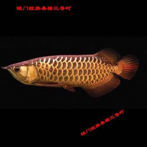 給我一些辣椒紅龍的圖片，辣椒紅龍的市場價格是多少，辣椒紅龍發色需要哪些條件
