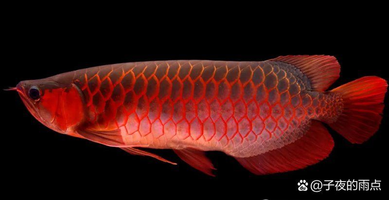 龍魚品種價格波動大嗎？，龍魚品種價格波動大嗎