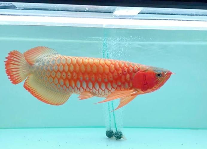 超血紅龍魚最不值錢的顏色