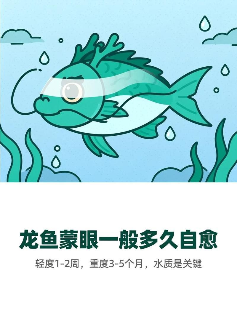 龍魚恢復期應該多久喂一次，龍魚恢復期應該多久喂一次龍魚恢復期多久喂一次