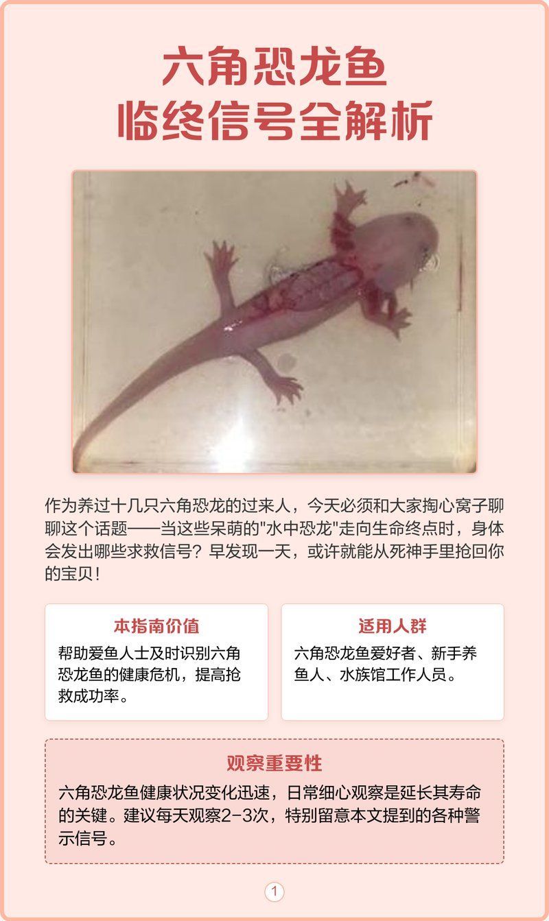 假死狀態(tài)下的六角恐龍魚如何喂食，假死狀態(tài)下的六角恐龍魚