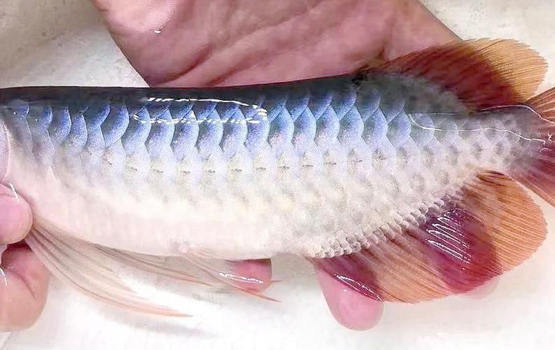 如何辨別真假寧安龍魚？，如何辨別真假寧安龍魚并非官方認證的獨立品種