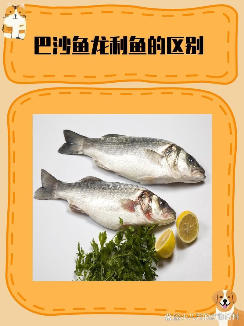 祥龍魚場的龍利魚是什么魚？，祥龍魚場的龍利魚是什么魚