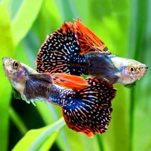 有哪些孔雀魚品種，孔雀魚的信息整理