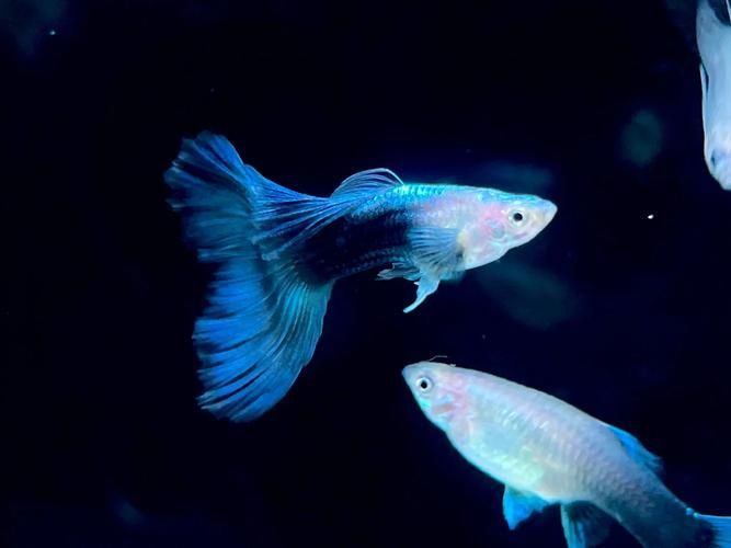 有哪些孔雀魚品種，孔雀魚的信息整理