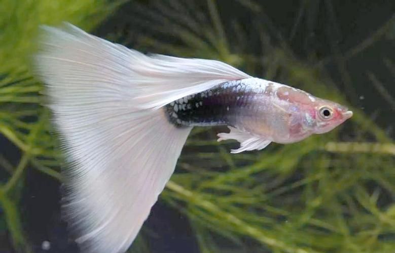 有哪些孔雀魚品種，孔雀魚的信息整理