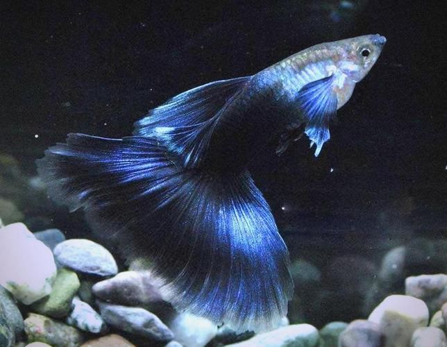 有哪些孔雀魚品種，孔雀魚的信息整理