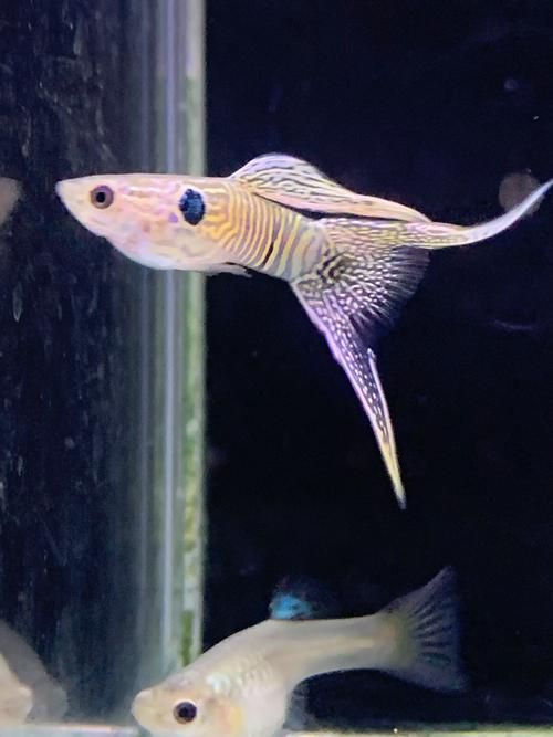 有哪些孔雀魚品種，孔雀魚的信息整理