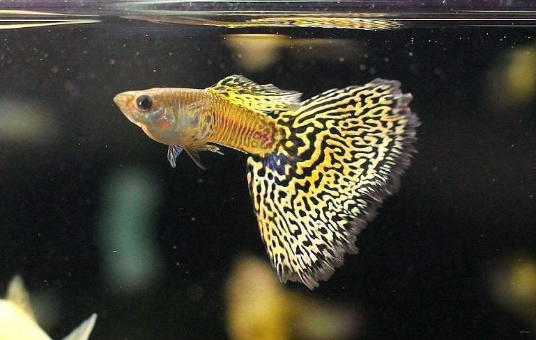 有哪些孔雀魚品種，孔雀魚的信息整理