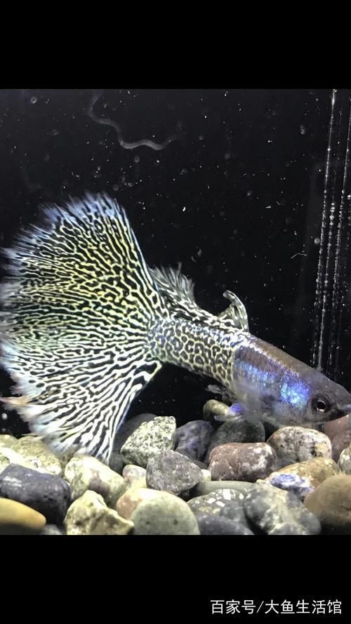 有哪些孔雀魚品種，孔雀魚的信息整理